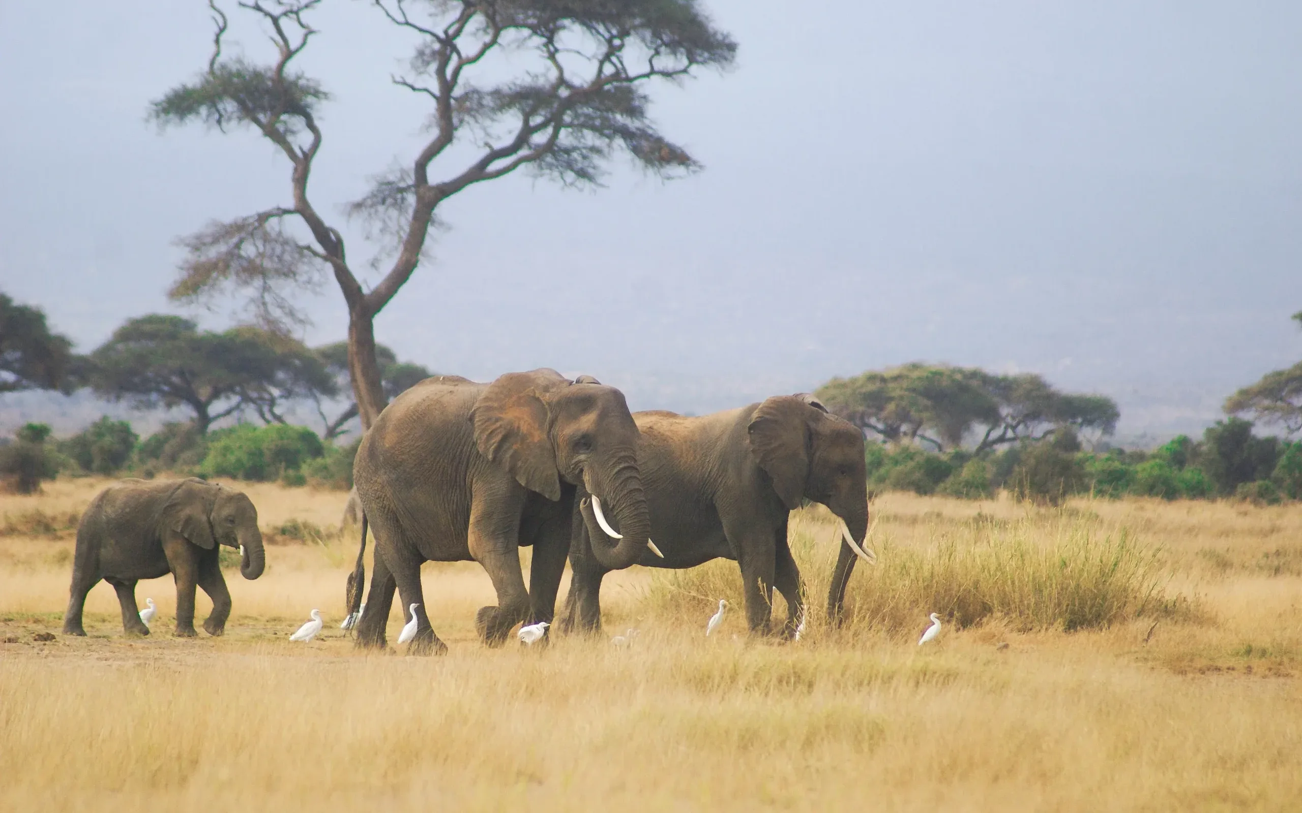 A herd of elephants walking among acacia trees, cattle egrets at their feet